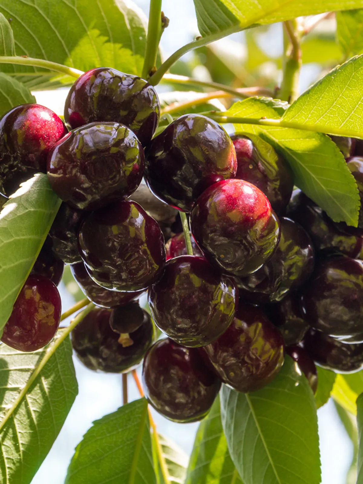 Cherry -Santina